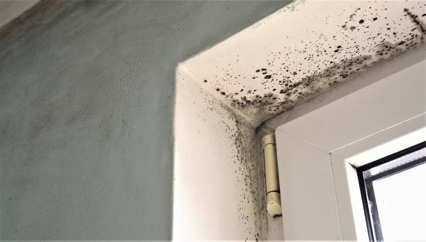 Best Mold Odor Removal Services  in Mystic, CT
