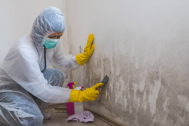 Best Commercial Mold Inspection  in Mystic, CT