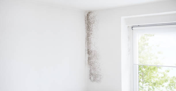 Reliable Mystic, CT Mold Removal Solutions