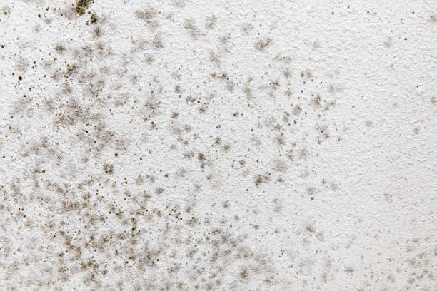 Mold Documentation for Insurance Claims in Mystic, CT