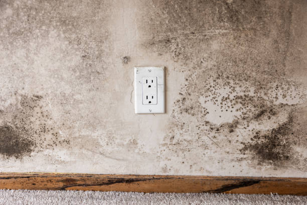 Best Post-Remediation Verification Testing  in Mystic, CT