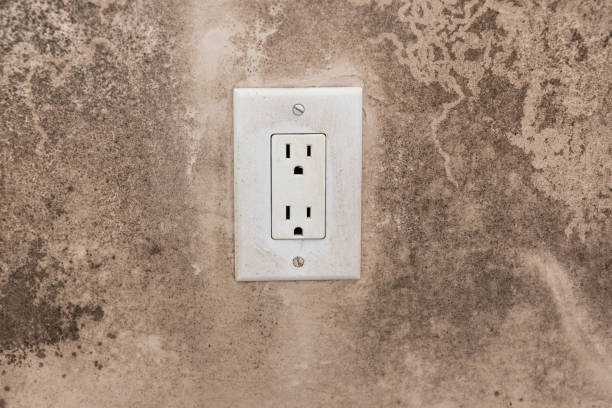 Professional Mold Removal in Mystic, CT