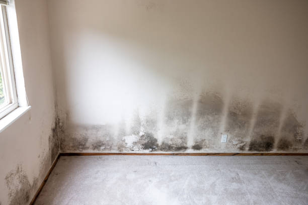 Best Airborne Mold Testing  in Mystic, CT